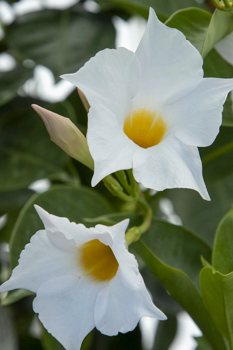 Mandevilla, Sunvilla White