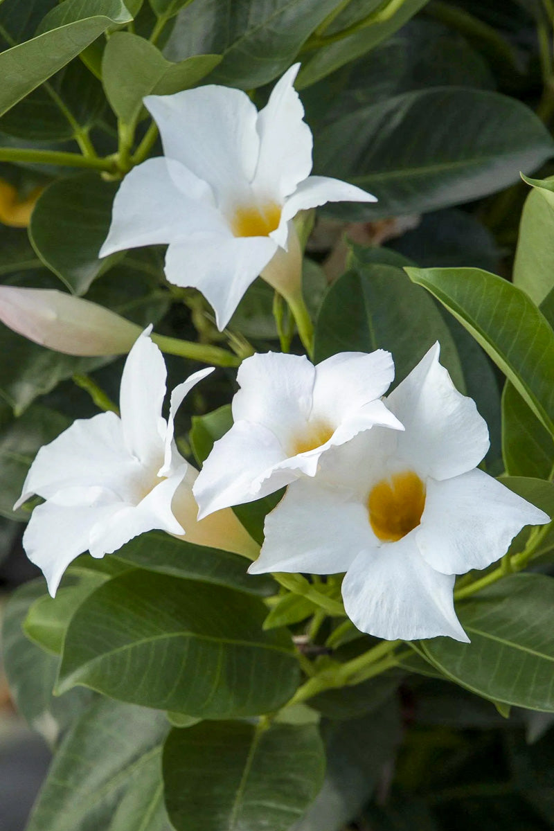 Mandevilla, Sunvilla White