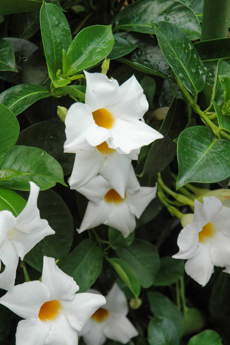 Dipladenia Bush White