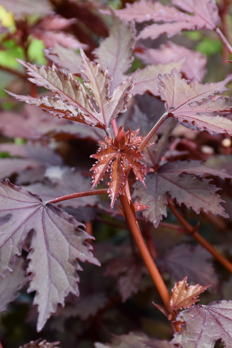 Hibiscus, Mahogany Splendor