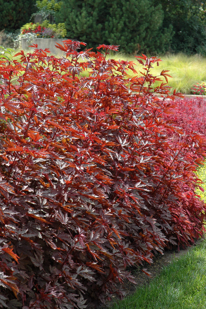 Hibiscus, Mahogany Splendor