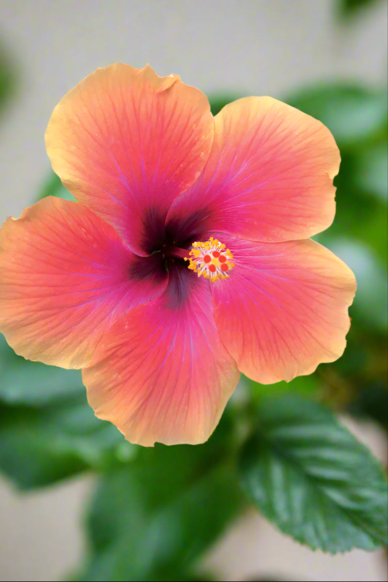Hibiscus, Tangerine Paradise