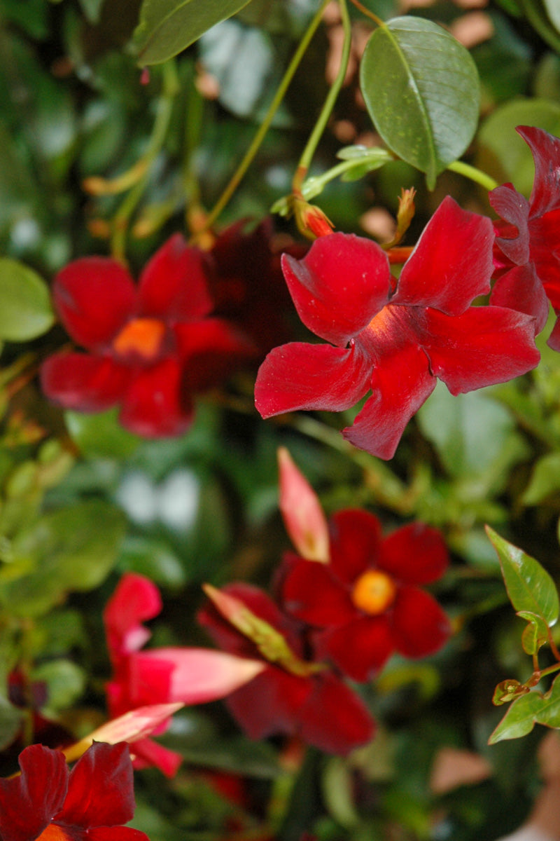 Mandevilla, Deep Red