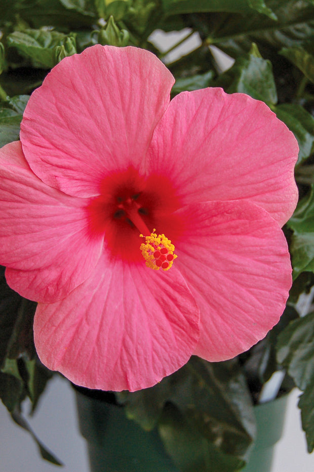 Hibiscus, Pink Punch Wind