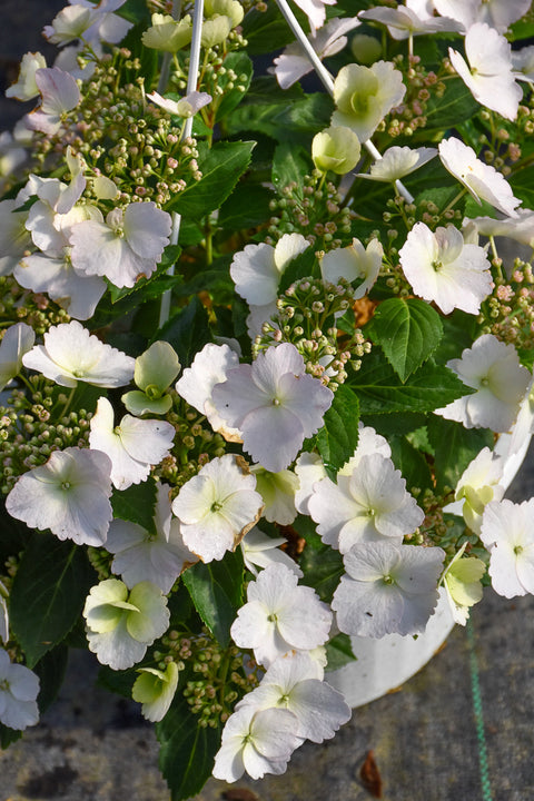 Cascade Hydrangea, Fairytrail Bride (not hardy) 1G