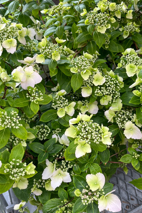 Cascade Hydrangea, Fairytrail Bride (not hardy) 1G