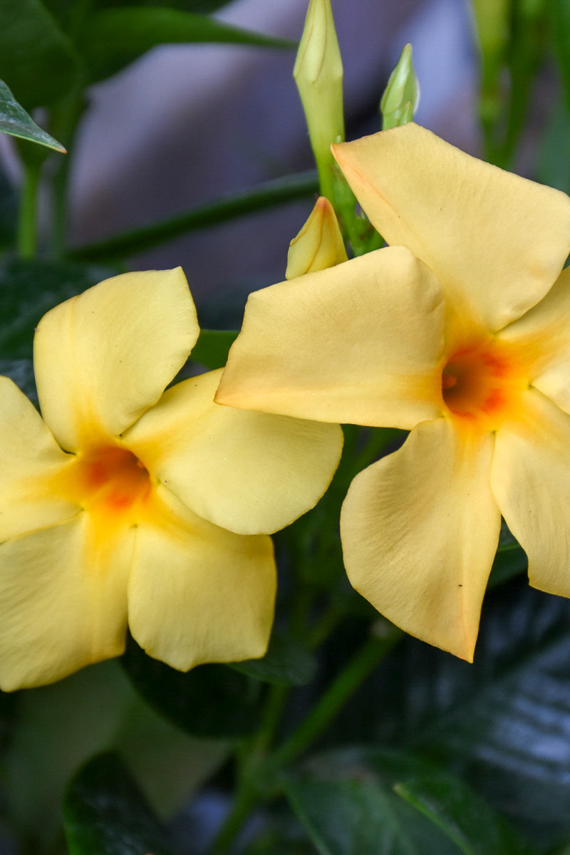 Mandevilla, Sun Parasol Sunbeam