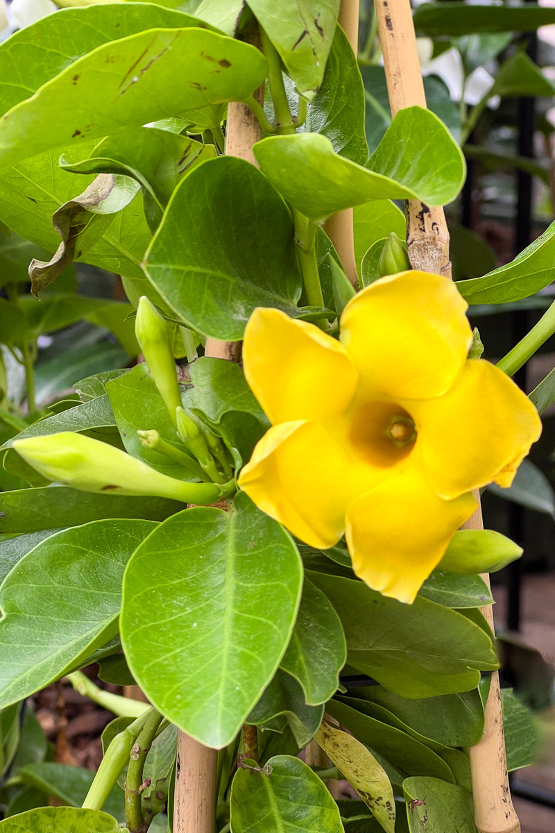 Mandevilla, Opal Yellow