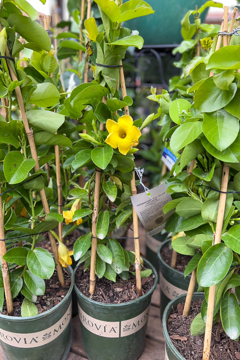 Mandevilla, Opal Yellow