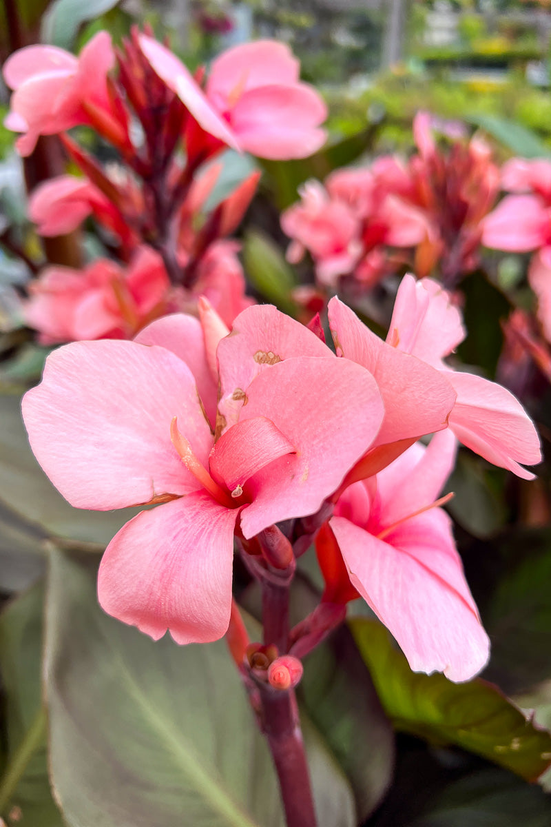 Canna Cannova Bronze Peach