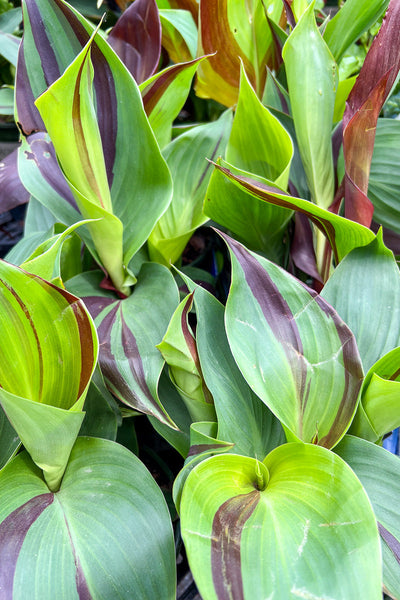 Canna Cleopatra