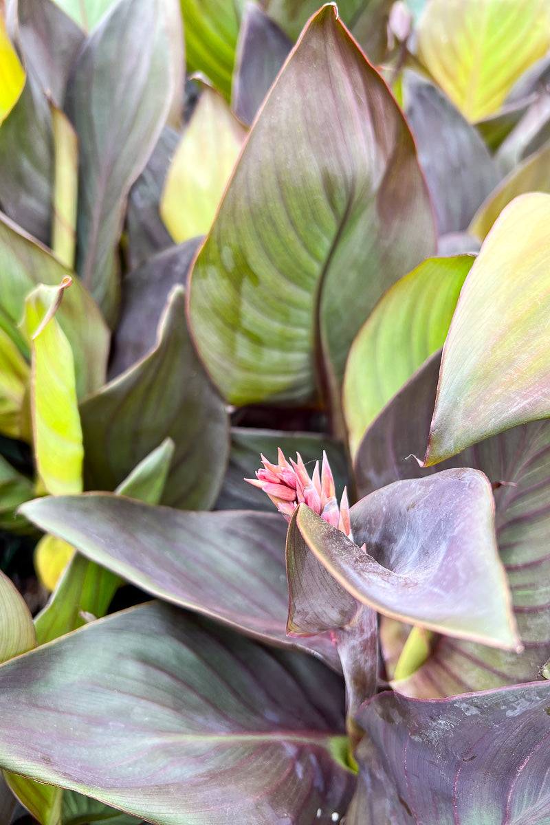 Canna Cannova Bronze Orange