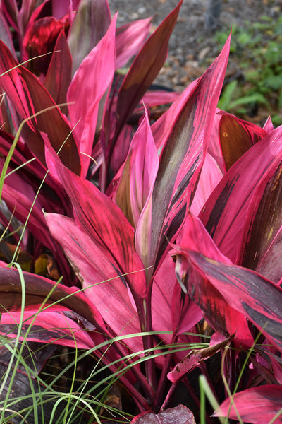 Cordyline Red Sister