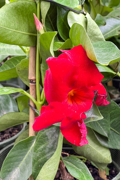 Mandevilla, Tropical Breeze