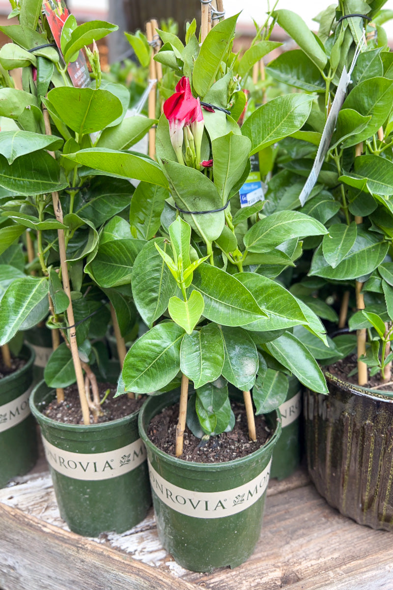 Mandevilla, Tropical Breeze