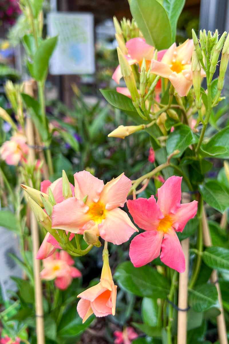 Mandevilla, Diamantia Coral