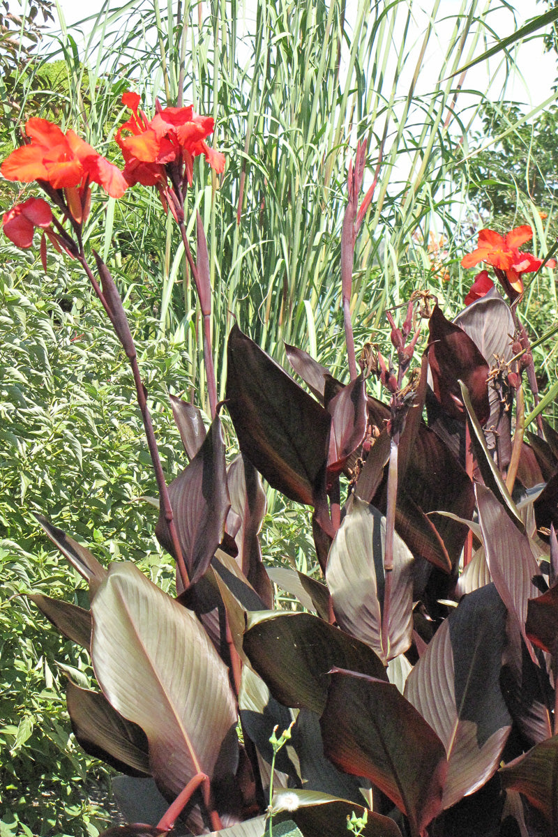 Canna Tropicana Black