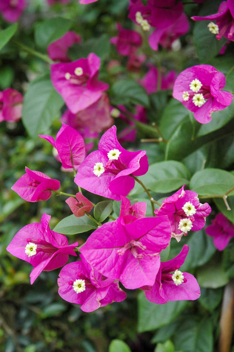 Bouganvilla, Purple Queen