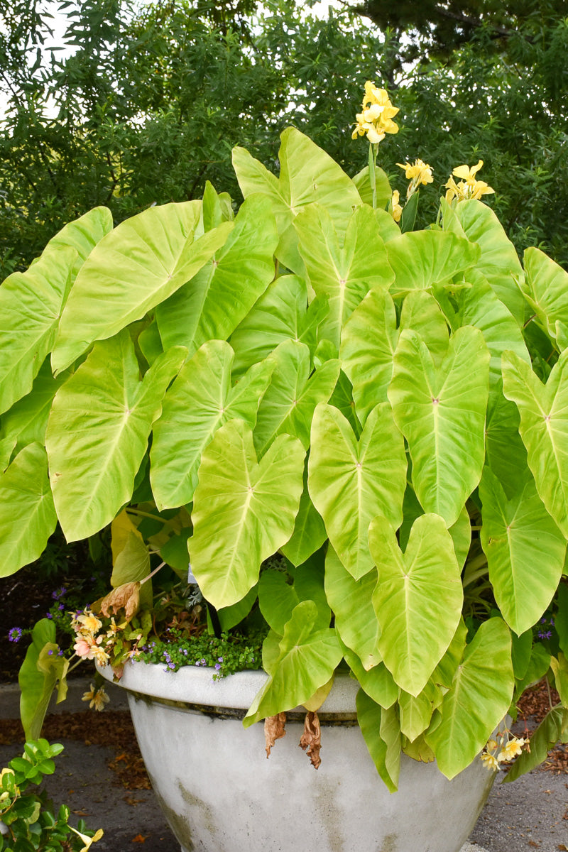 Colocasia, Maui Gold