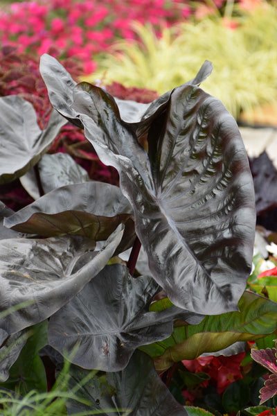 Colocasia, Black Coral