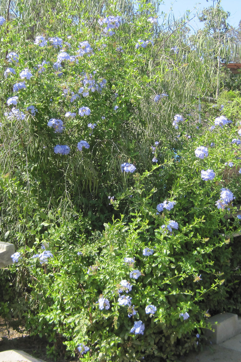 Royal Cape Plumbago