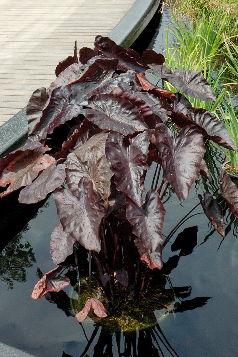 Colocasia, Black Coral