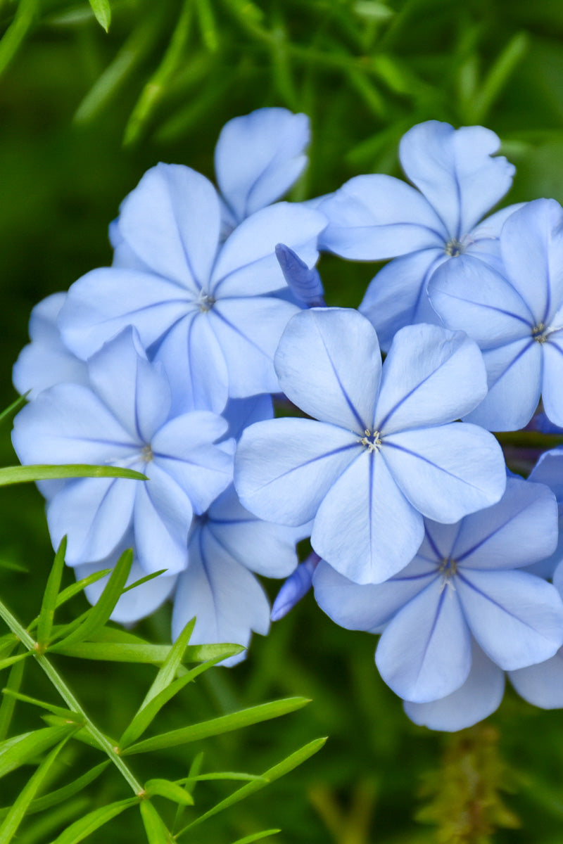 Royal Cape Plumbago