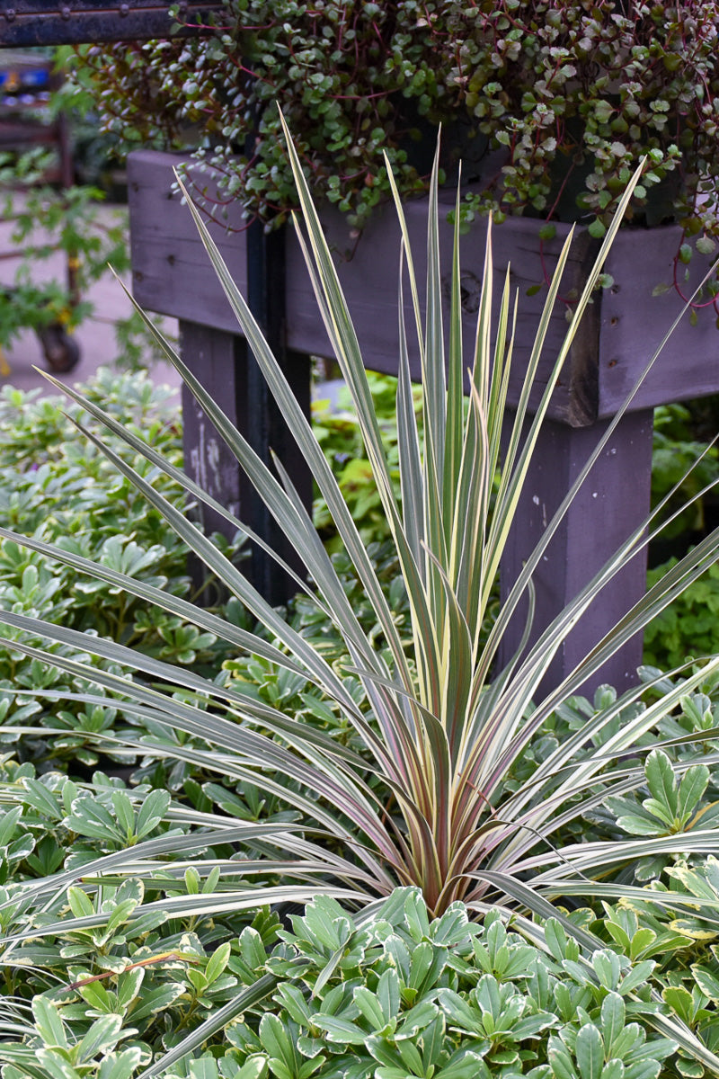 Cordyline Torbay Dazzler