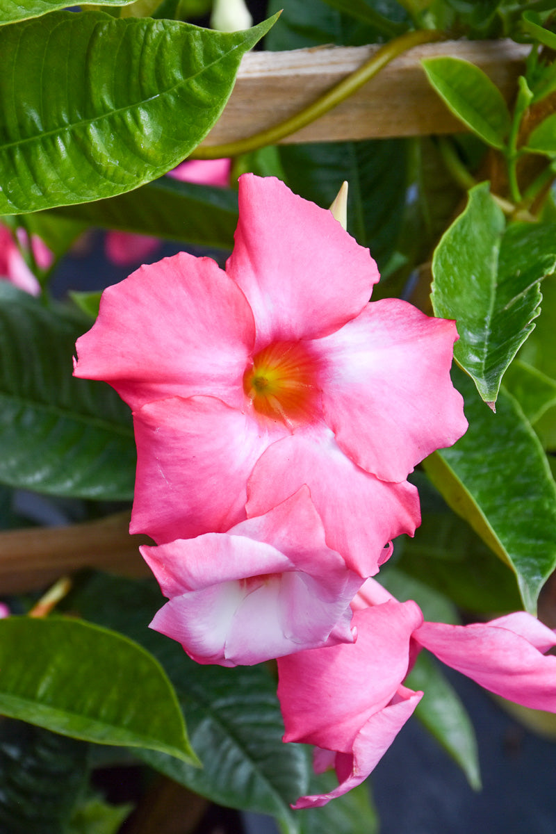 Mandevilla, Giant Pink