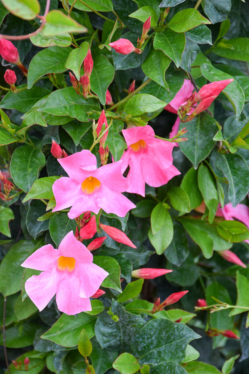 Mandevilla, Sun Parasol Pretty Pink