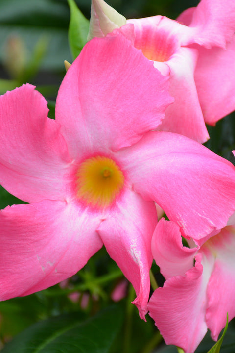 Mandevilla, Sun Parasol Pretty Pink