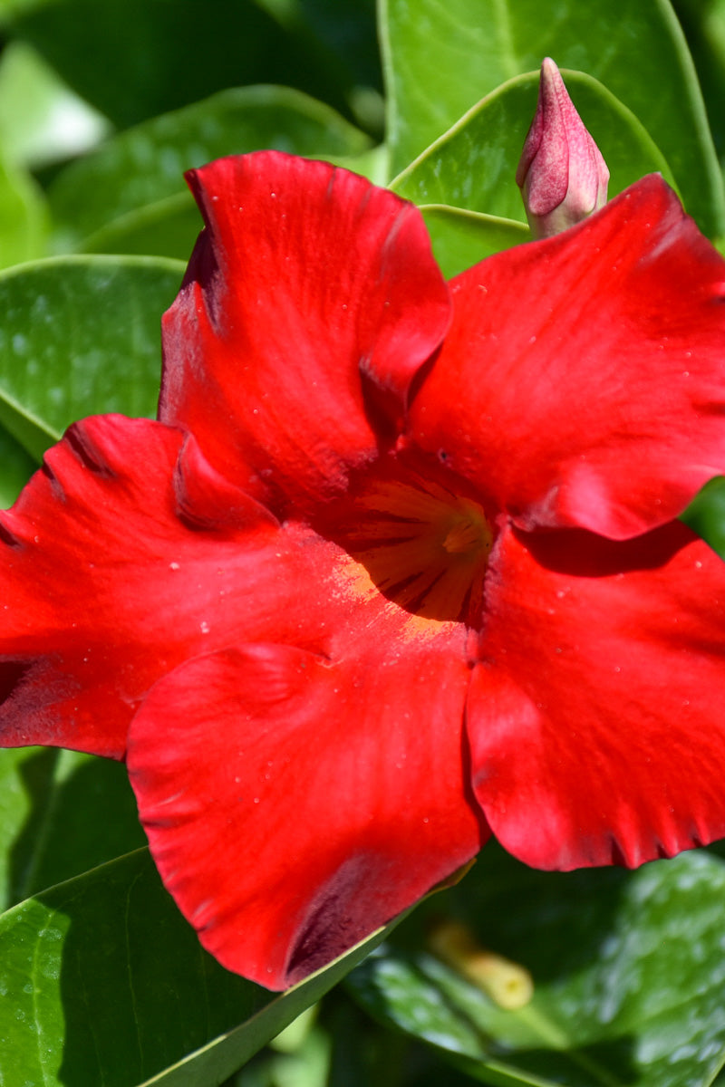 Mandevilla, Tropical Breeze