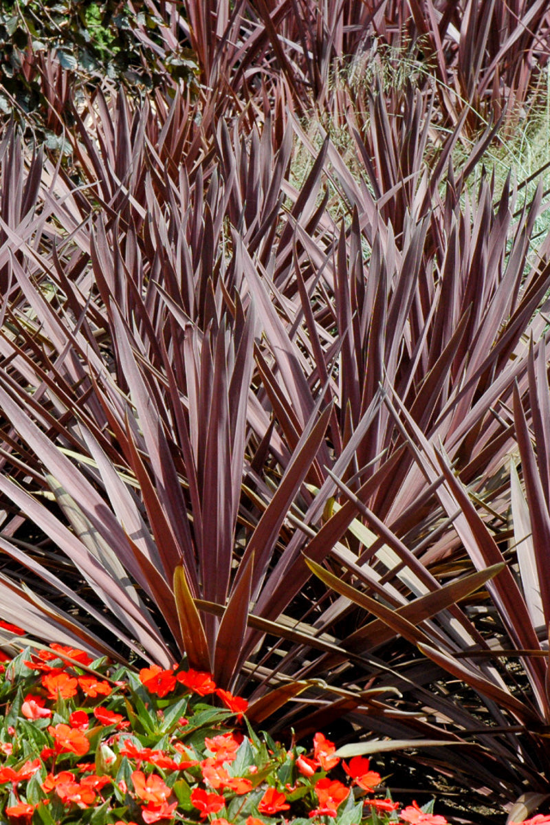 Cordyline Red Sensation