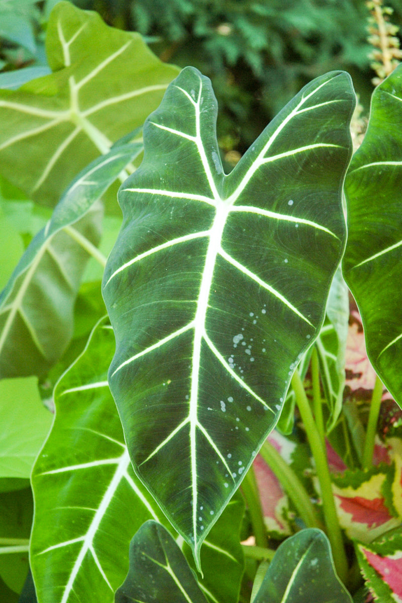 Alocasia, Frydek
