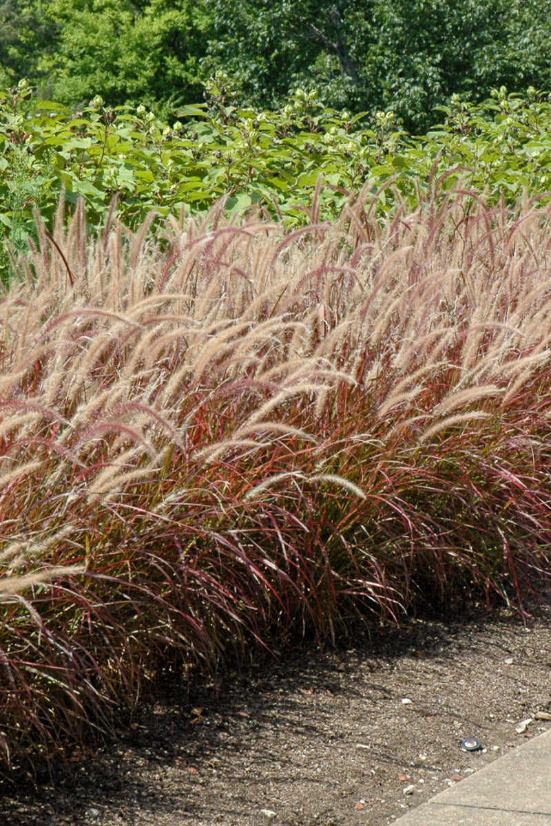 Grass Purple Fountain