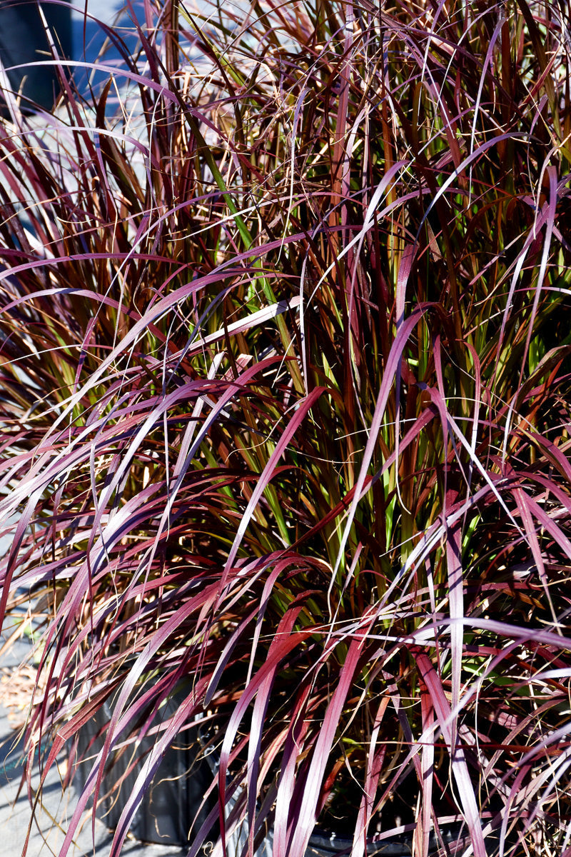 Grass Purple Fountain