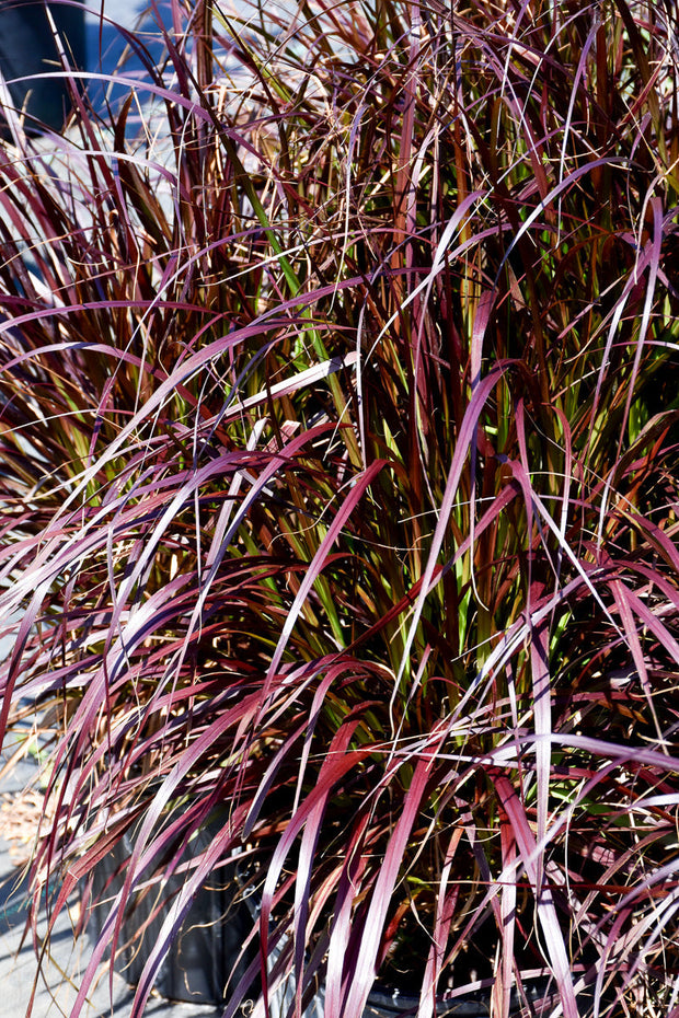 Grass | Purple Fountain | 1 Gallon