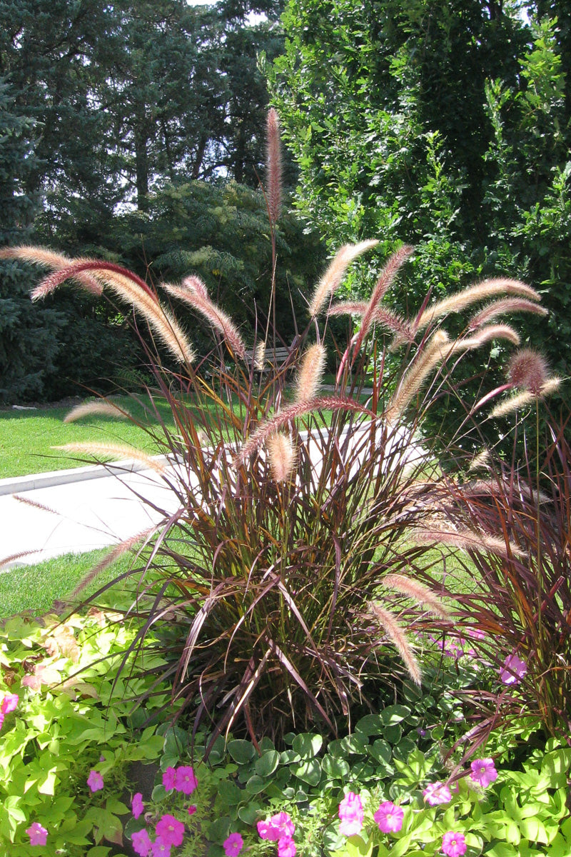 Grass Purple Fountain