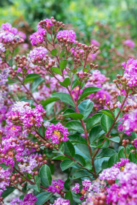 Lagerstroemia Grape 2G