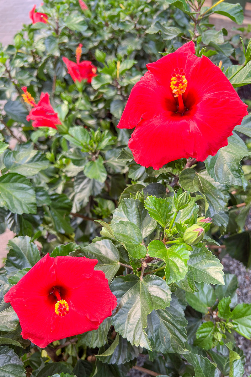 Hibiscus, Brilliant Red