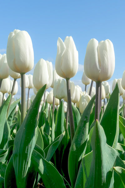 Tulip, White 4"