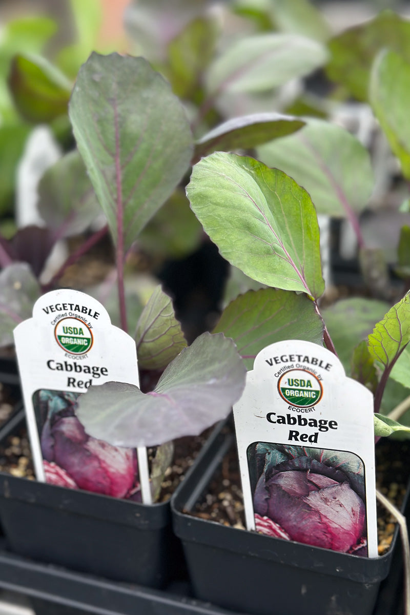 Vegetable, Organic Cabbage Red