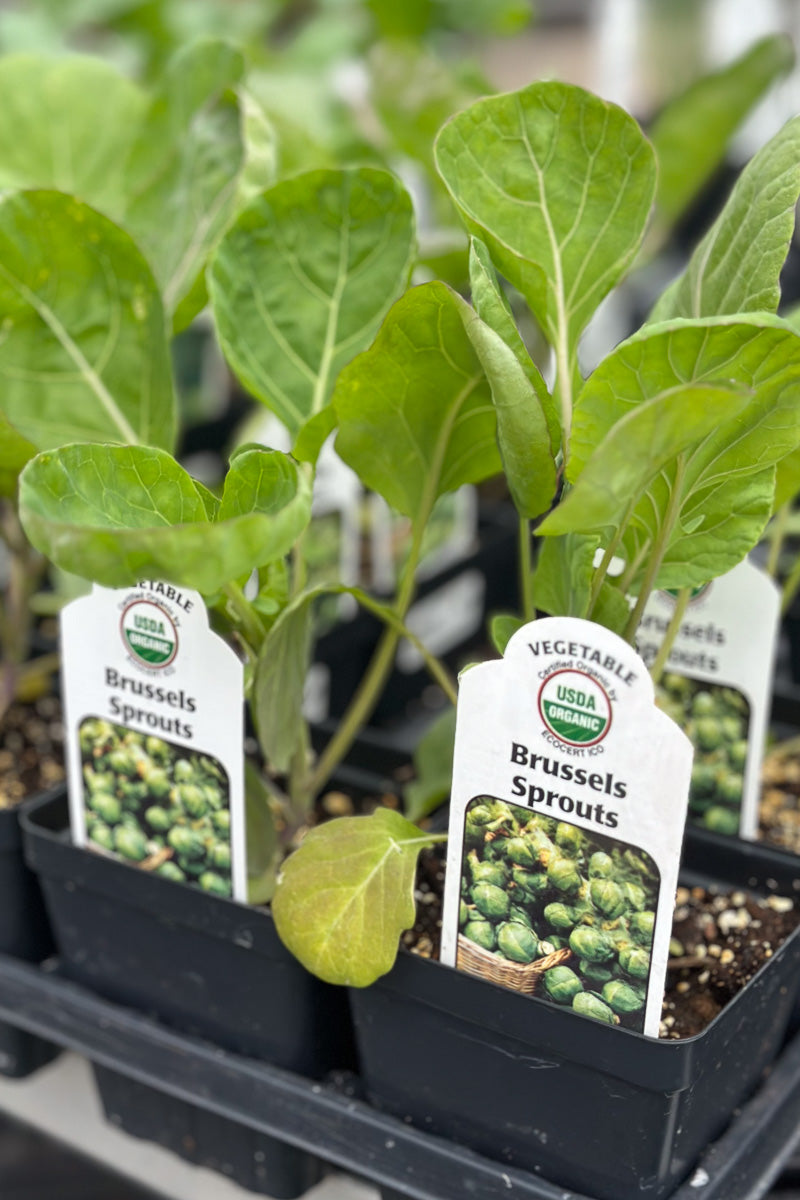 Vegetable, Organic Brussels Sprout