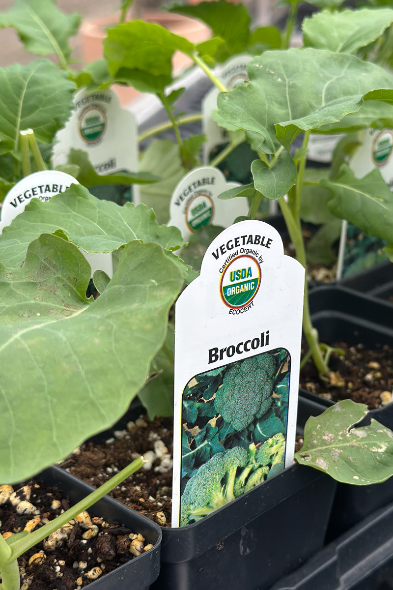 Vegetable, Organic Broccoli