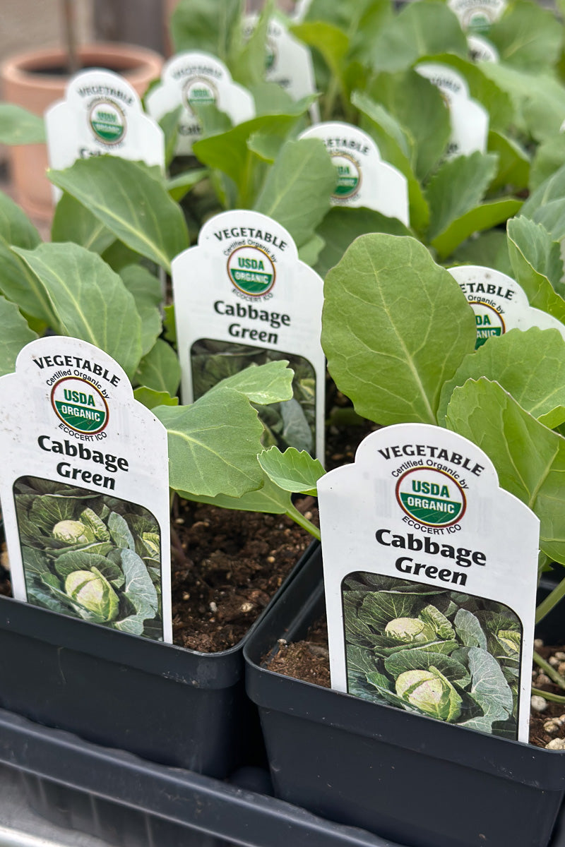 Vegetable, Organic Cabbage Green