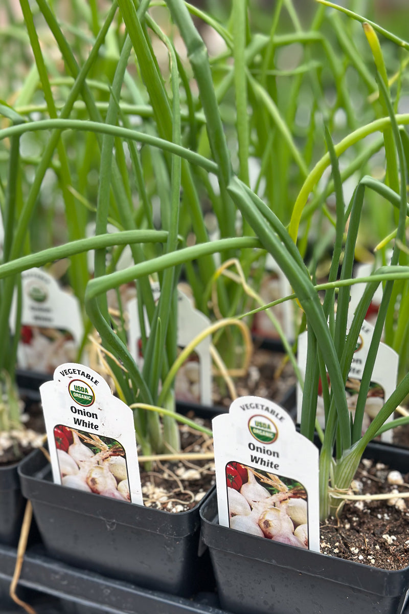 Vegetable, Organic Onion White