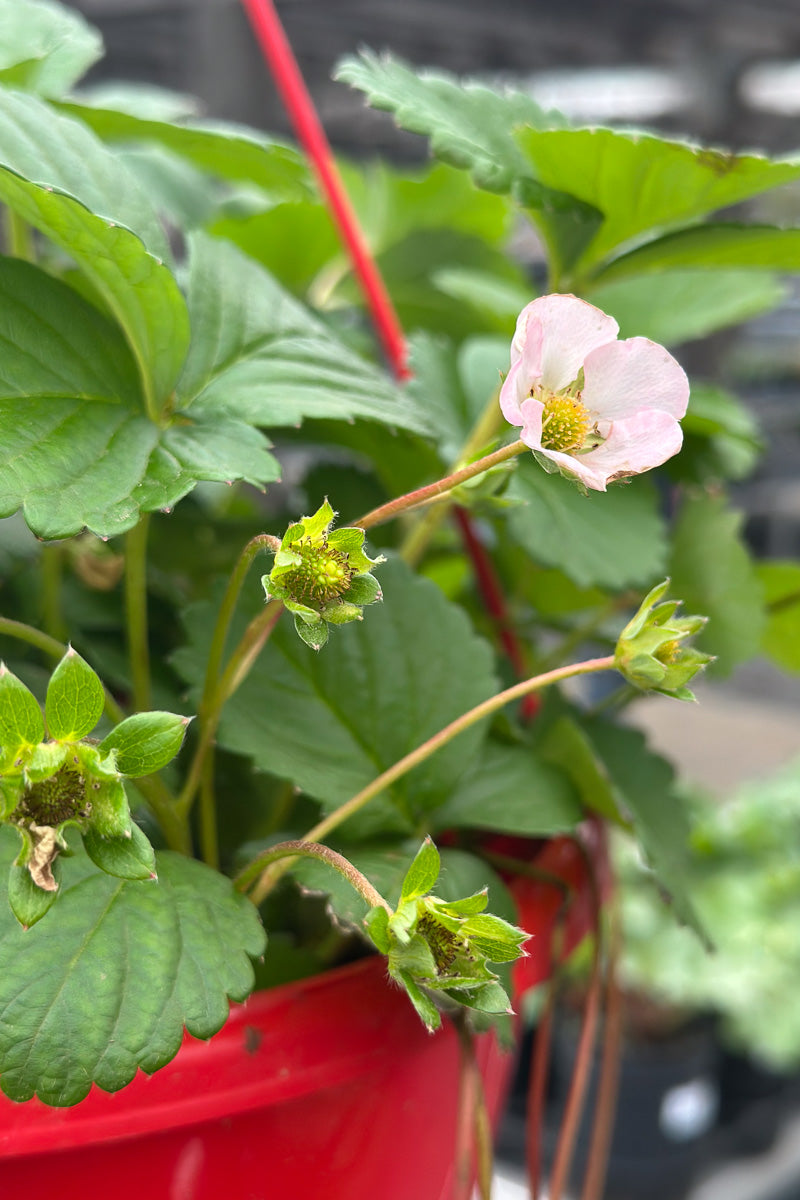 Strawberry Appleblossom