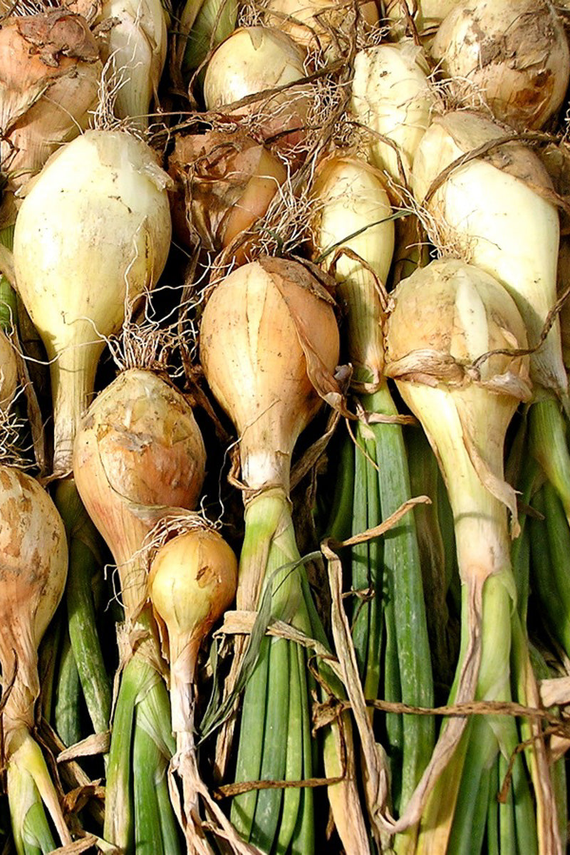 Vegetable, Organic Onion White