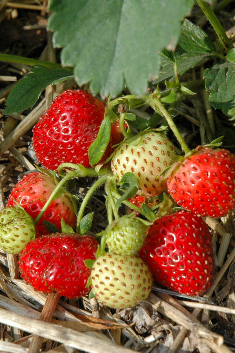 Strawberry, Everbearing