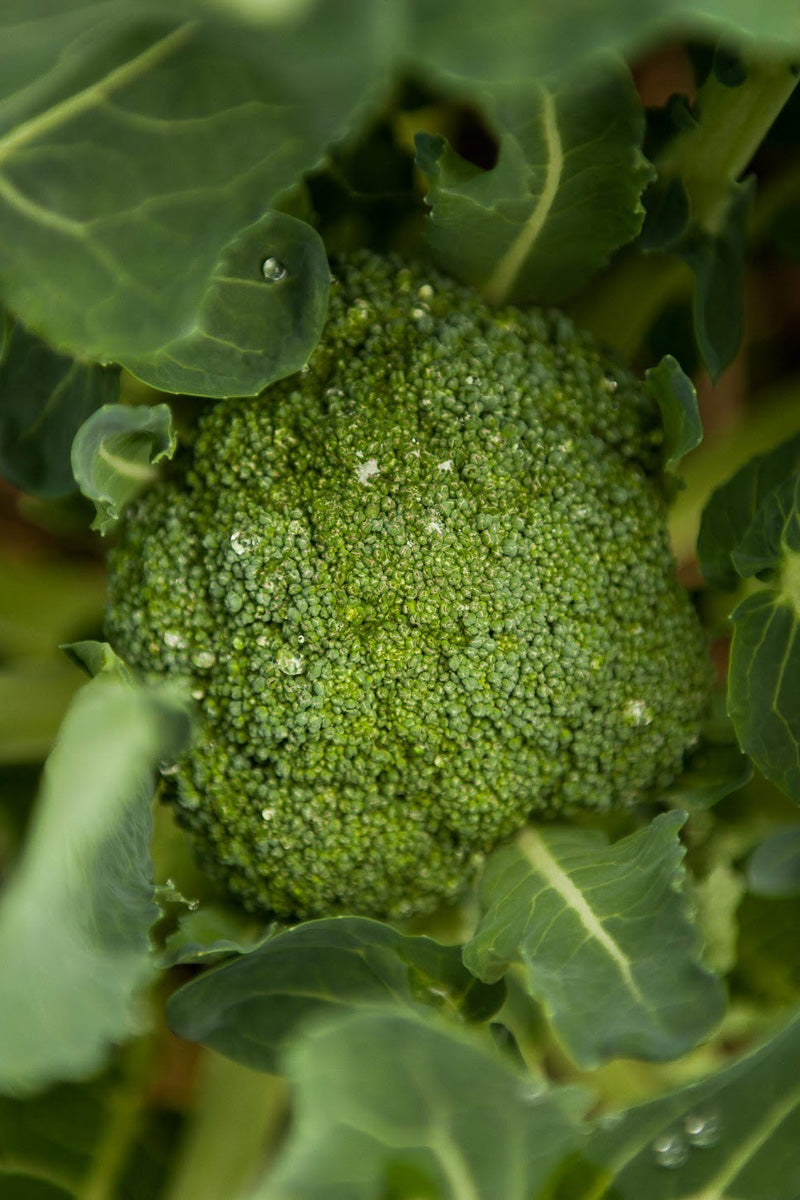 Vegetable, Organic Broccoli
